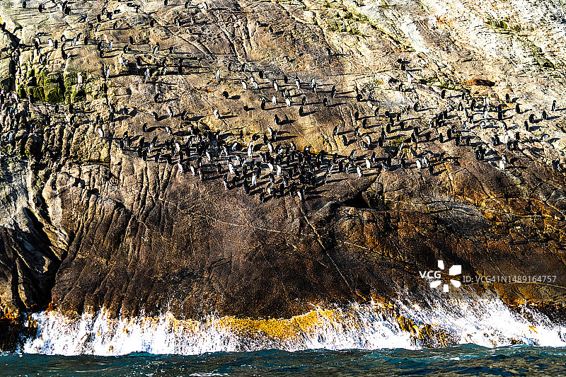 斯奈尔斯群岛陡峭悬崖上的企鹅群图片素材