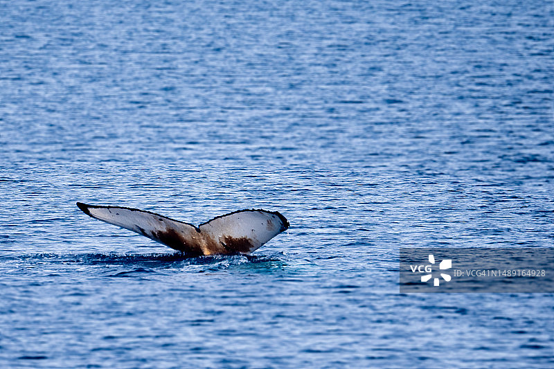 座头鲸图片素材