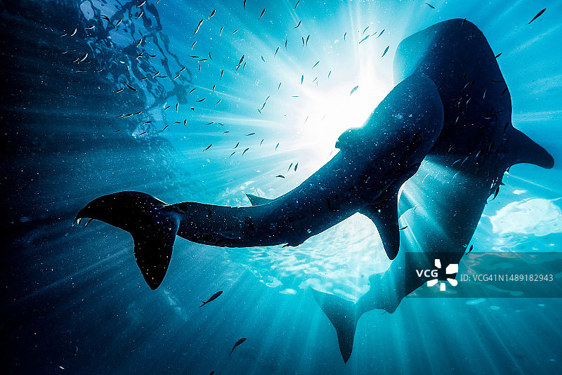印度尼西亚特里同湾阳光下的鲸鲨芭蕾图片素材