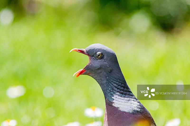 打哈欠的灰喜鹊图片素材