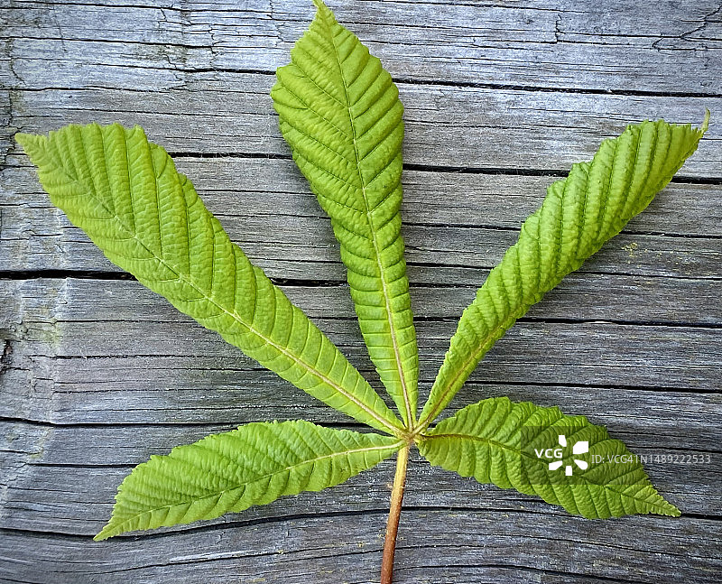 绿色的叶子图片素材