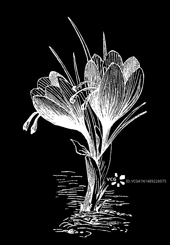 藏红花植物雕刻插图图片素材