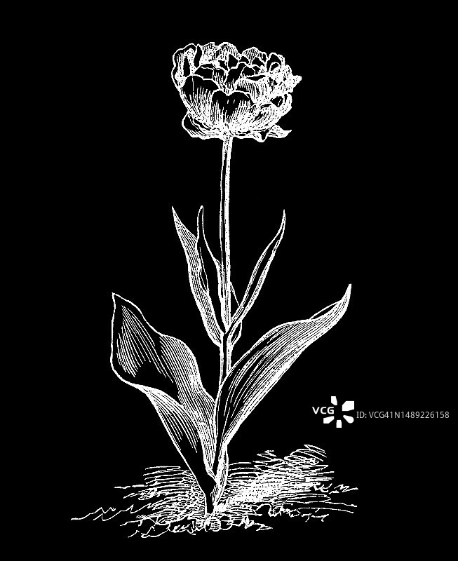 重瓣郁金香植物学古老雕刻插图图片素材
