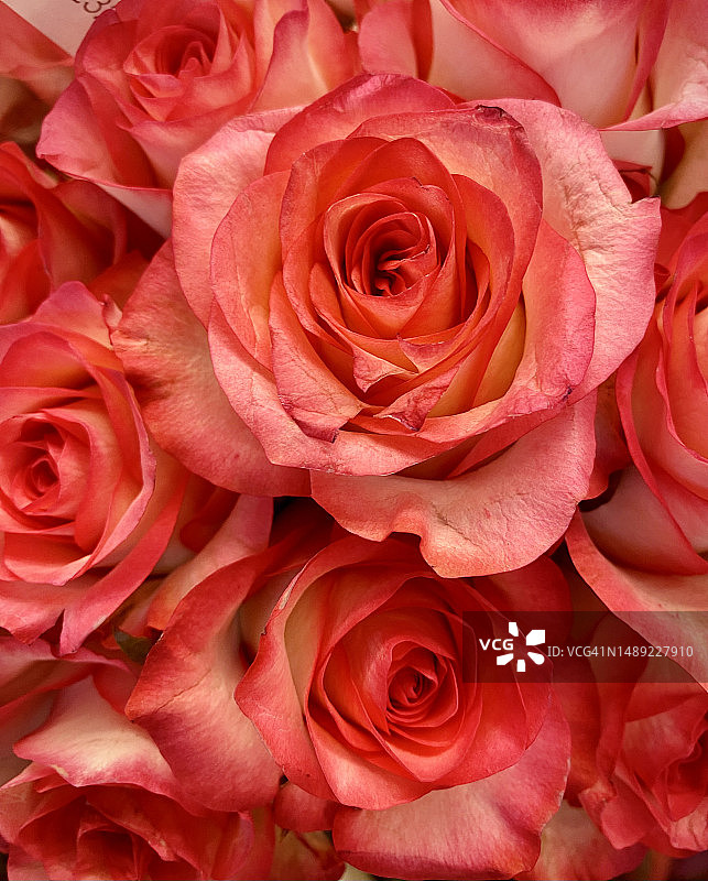 玫瑰花朵图片素材