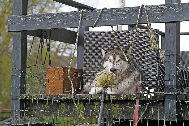 狗肖像图片素材