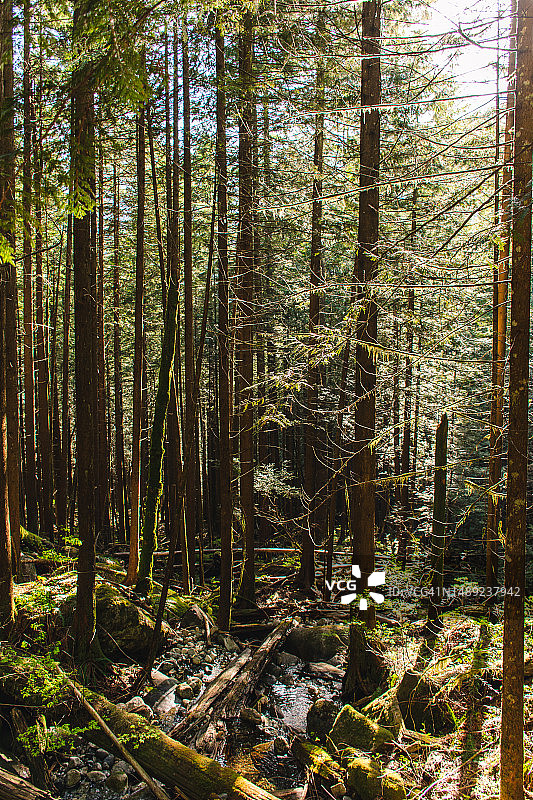 金耳朵公园的树木图片素材