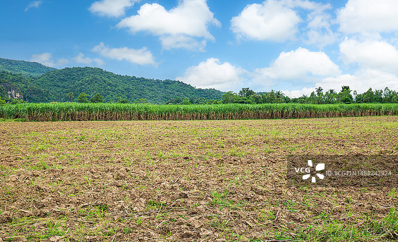 夏季晴空下的旱地甘蔗种植园图片素材
