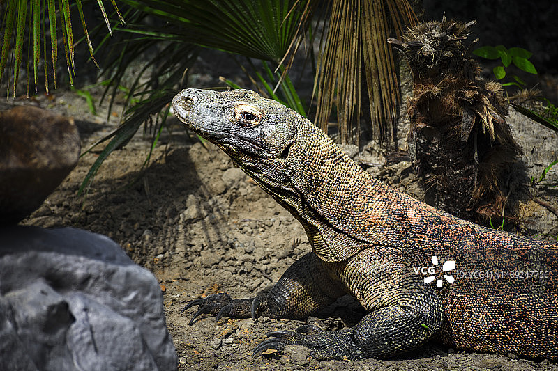 科莫多巨蜥肖像图片素材