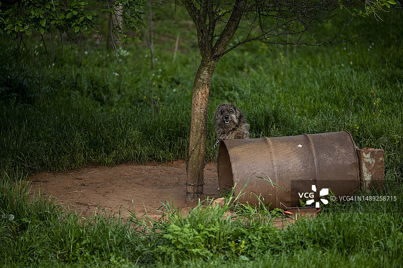 被拴在树上的乡村狗图片素材