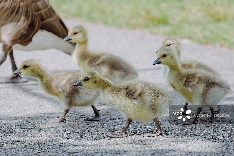 小鹅们穿过公园的人行道图片素材