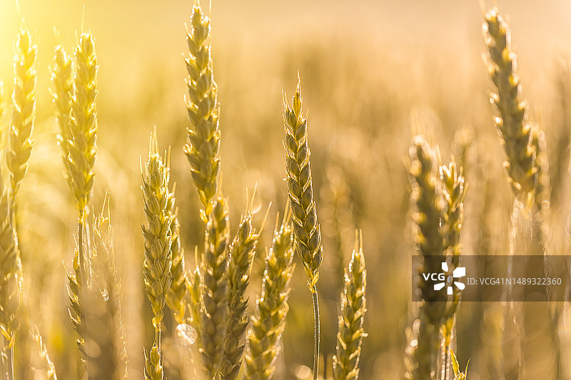 日落时分小麦特写图片素材