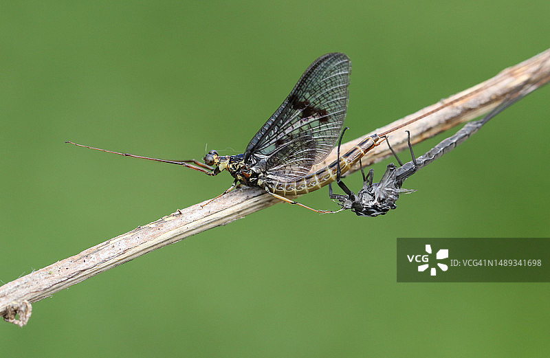 刚从外壳中脱出的蜉蝣图片素材