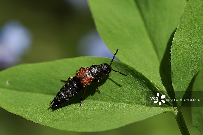 叶子上的一种隐翅虫图片素材