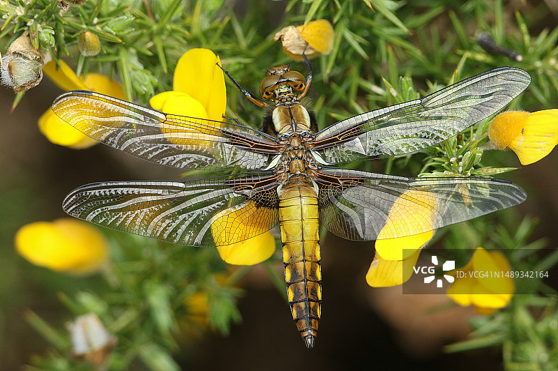 新生的宽体蜻蜓停在金雀花丛上图片素材