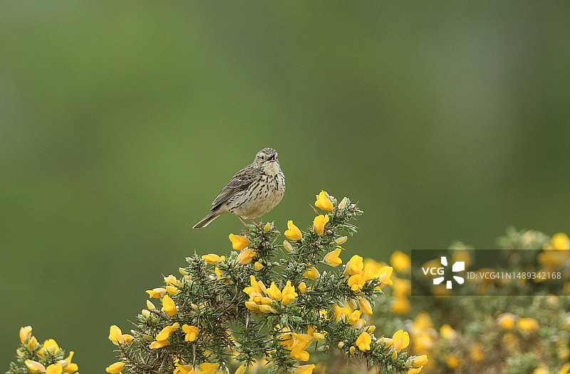 歌唱的草地鹨图片素材