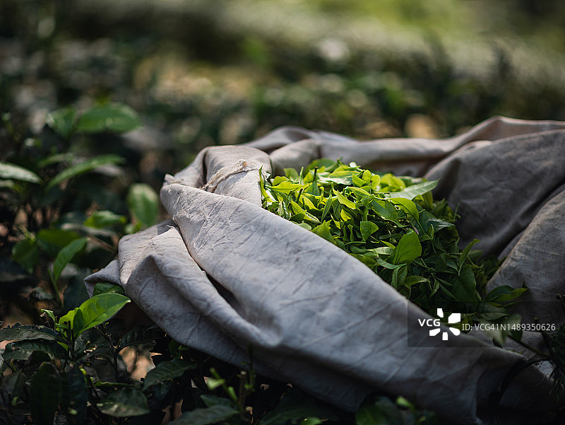 阳光下的茶叶特写图片素材