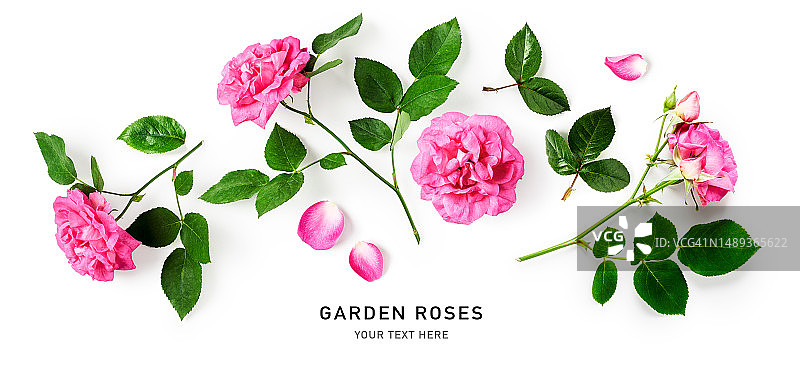 粉色玫瑰花与叶子边框，白色背景图片素材