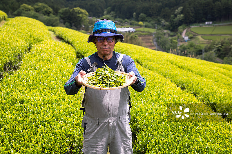 农民和员工在有机茶园采摘新茶叶图片素材