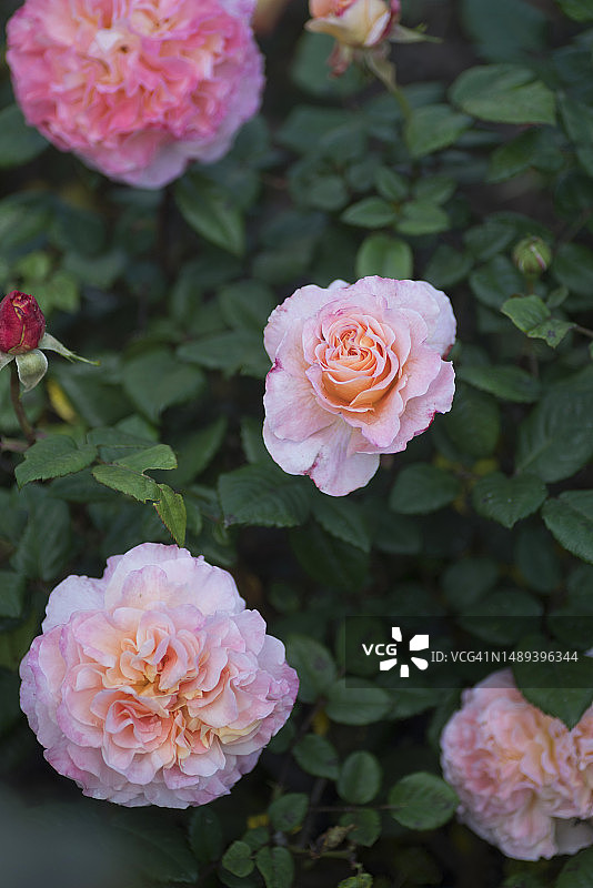 玫瑰花园图片素材