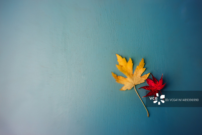 蓝色桌面上的彩色树叶图片素材