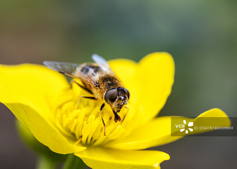 一只苍蝇在英国湖区安布尔赛德的花园池塘里采集沼泽金盏花的花粉图片素材