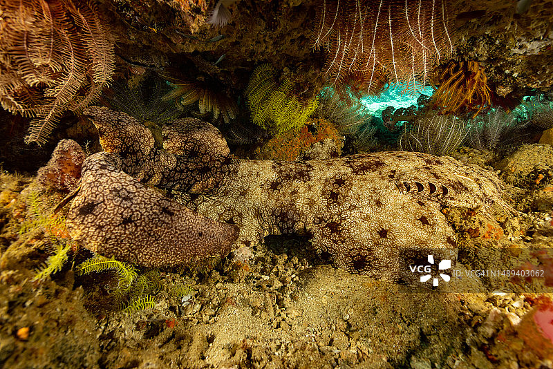 伪装大师：须鲨，印度尼西亚特里同湾洞穴图片素材
