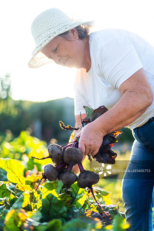 成年女性在自家花园里收获甜菜图片素材