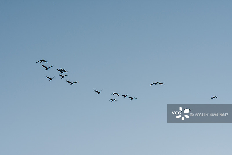 蓝天上成群飞行的野生鸟类图片素材