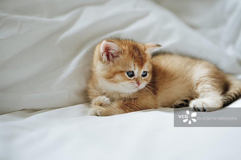 舒适可爱的纯种小猫：苏格兰金渐层金吉拉小猫图片素材