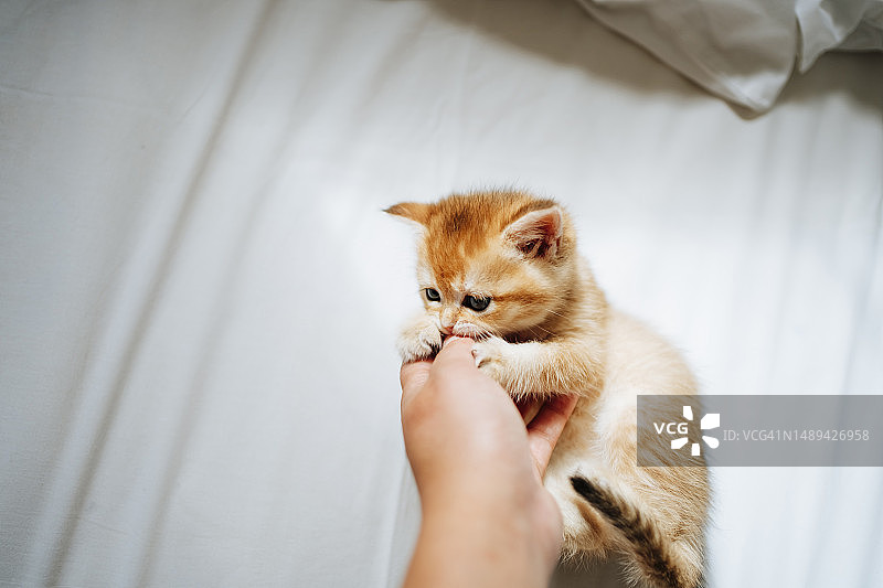 姜色小猫玩耍：纯种猫嬉戏时啃咬和抓挠人手图片素材