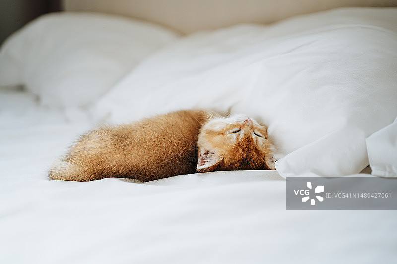 有趣又可爱的蓬松小猫睡在床上图片素材