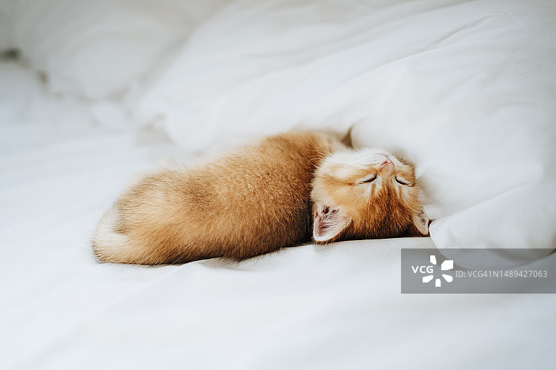 深度睡眠的姜色小猫：一只纯种小猫在床上休息的可爱又有趣的方式图片素材