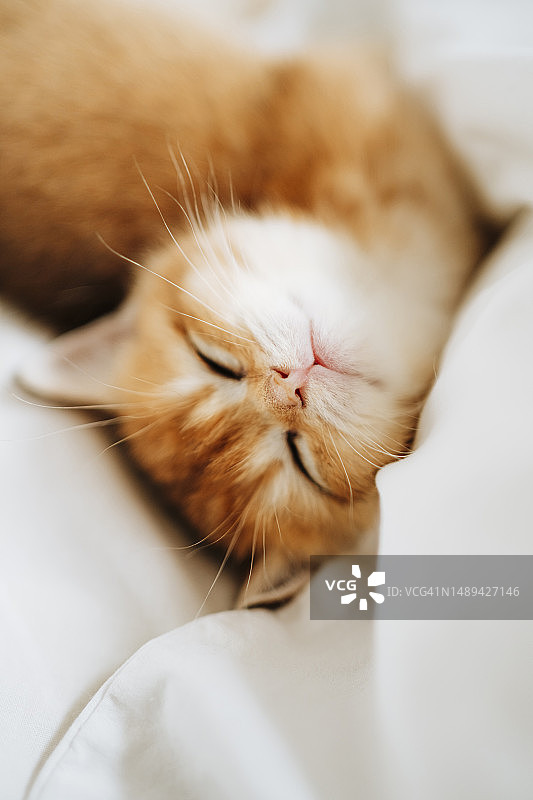 困倦的小猫：姜色小猫在卧室的床单和枕头上头朝下熟睡（特写）图片素材