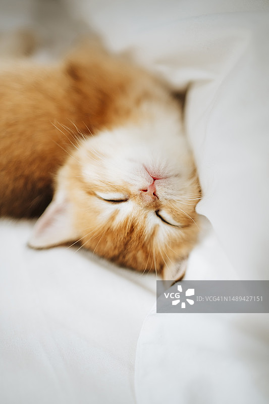 红棕色金吉拉小猫在卧室床单和枕头上仰头熟睡特写图片素材