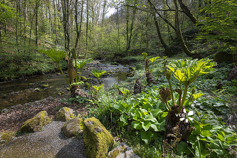 北威尔士安格尔西梅奈桥卡德南特隐秘花园图片素材