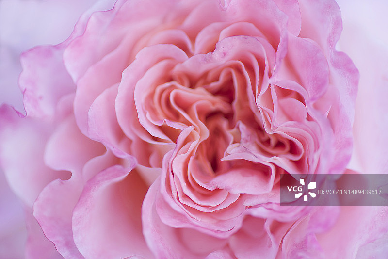 粉色玫瑰花特写图片素材