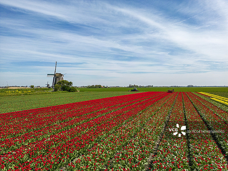 典型的荷兰风车和郁金香景观图片素材