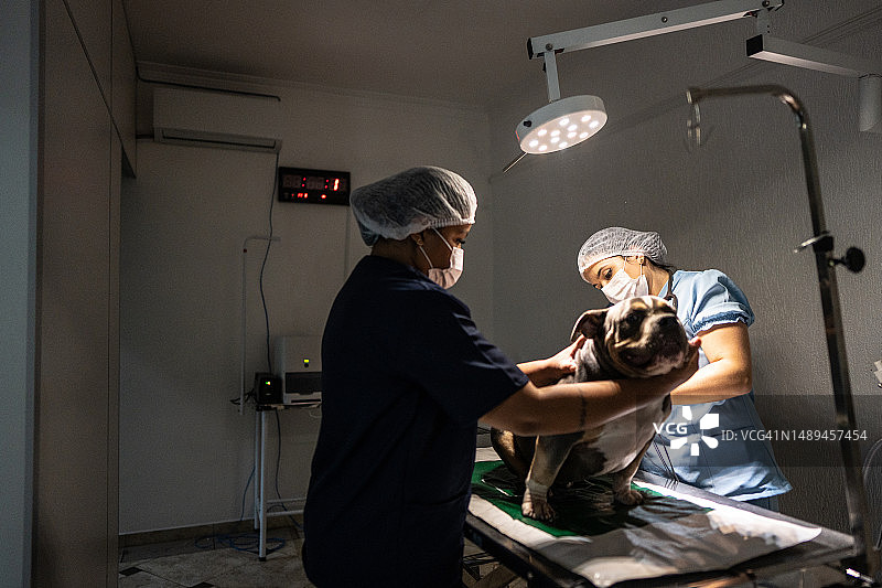 兽医在动物诊所为狗做术前准备图片素材