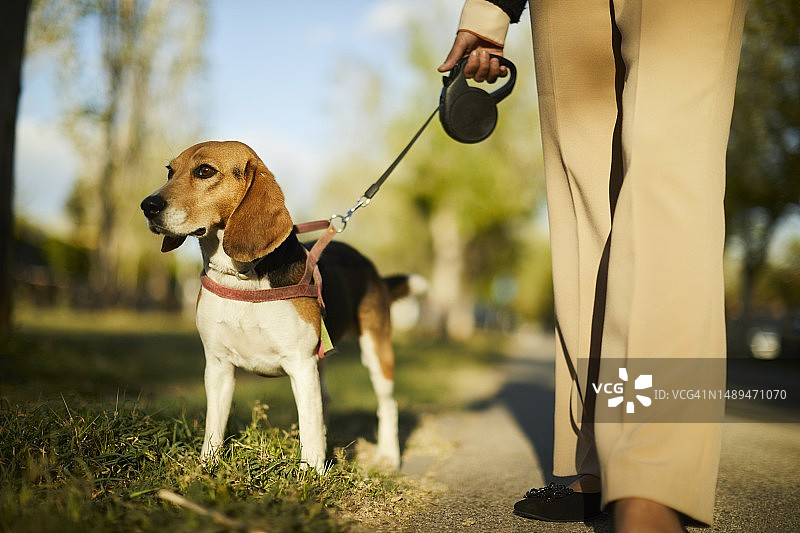 好奇心：狗狗的视角和主人的引导图片素材