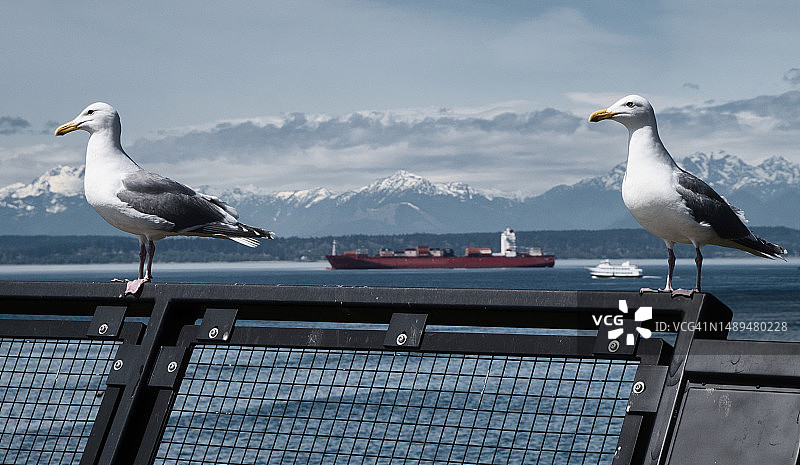 西方的海鸥图片素材