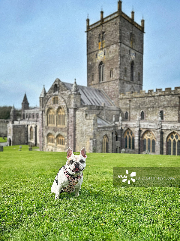 英国威尔士彭布罗克郡圣大卫大教堂前的狗图片素材