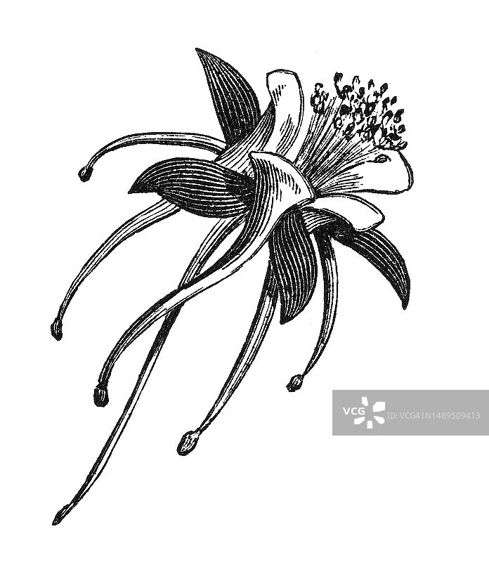 植物学：金色耧斗菜古版画图片素材