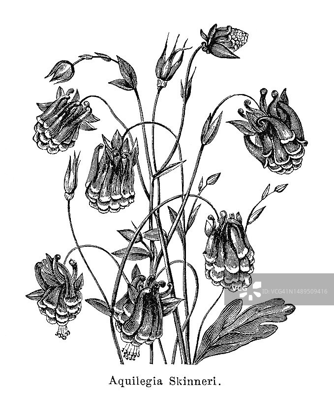 植物学古版画：耧斗菜，墨西哥耧斗菜或斯金纳耧斗菜（Aquilegia skinneri）图片素材