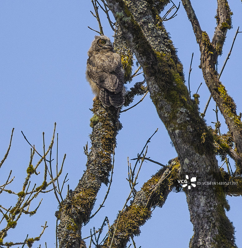 树上的小雕鸮图片素材