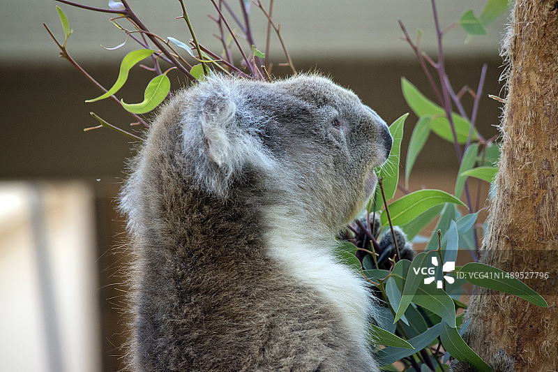 考拉吃桉树叶的特写镜头图片素材