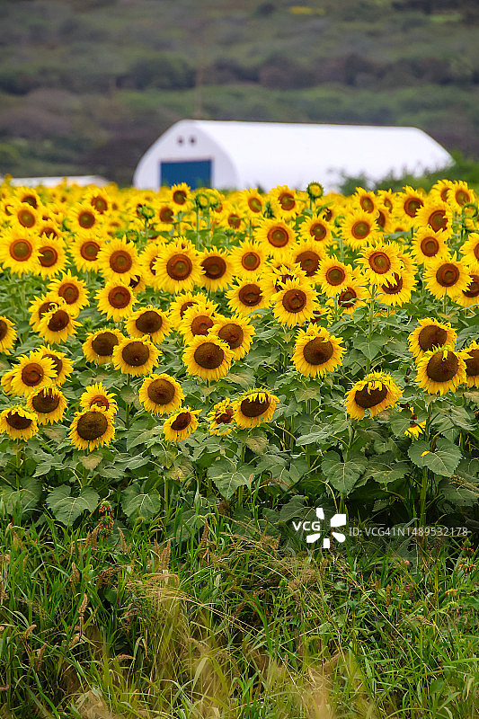 毛伊岛向日葵田图片素材