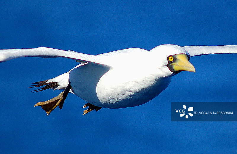 阿托巴图片素材