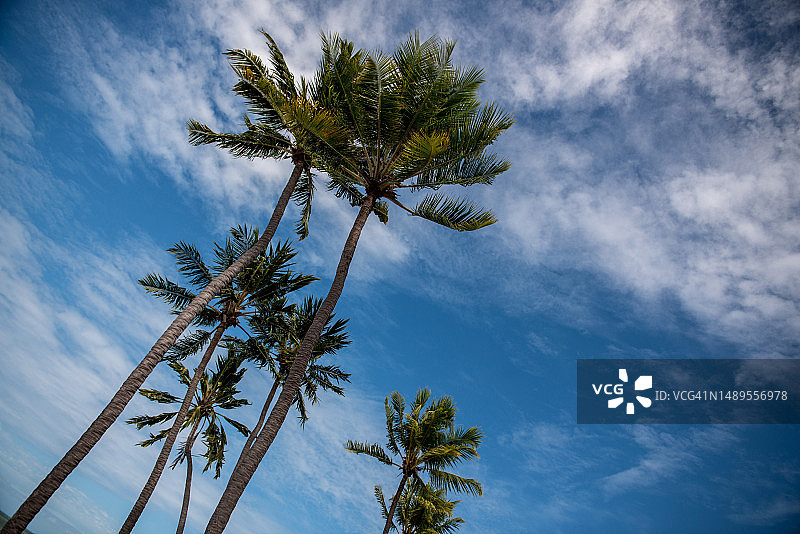 椰子树图片素材