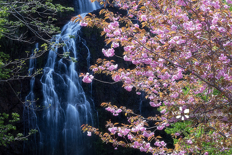 瀑布与鲜花图片素材
