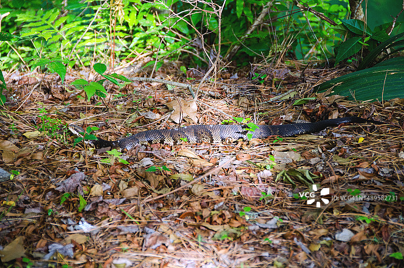 棉口水腹蛇图片素材